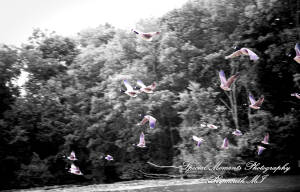 Sara & Andrew at Wilcox Lake Park Plymouth MI engagement photography