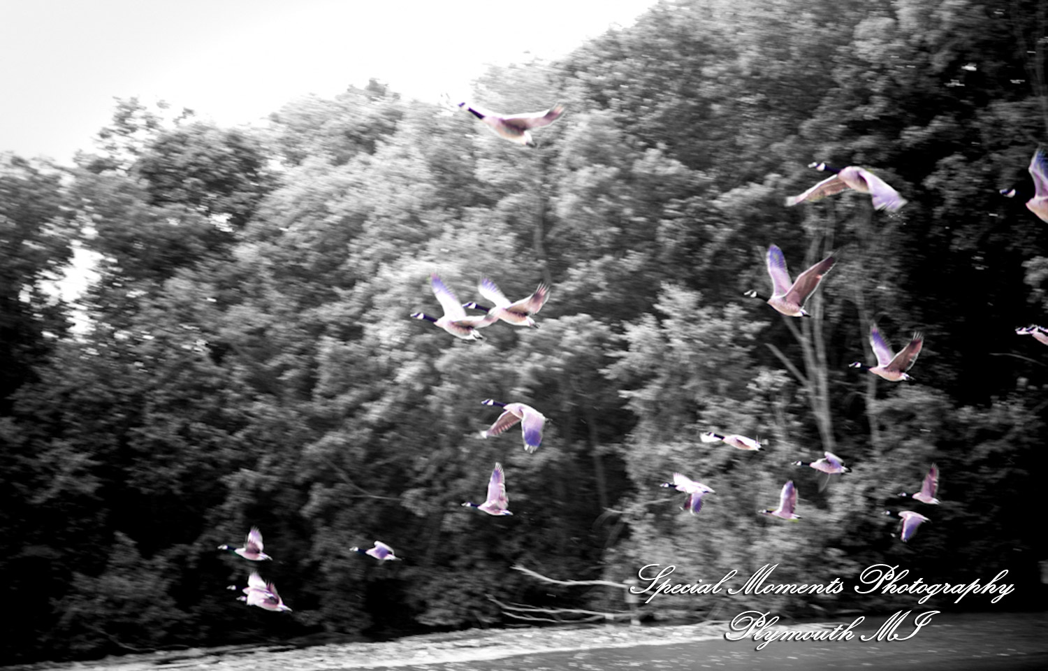 Sara & Andrew at Wilcox Lake Park Plymouth MI engagement photography